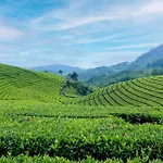 Arya Treetops And Tea Trails By Veo - Part Of Stayvista