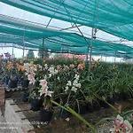 Vilasa Homestay