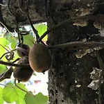 Magnolia Farmhouse And Homestay