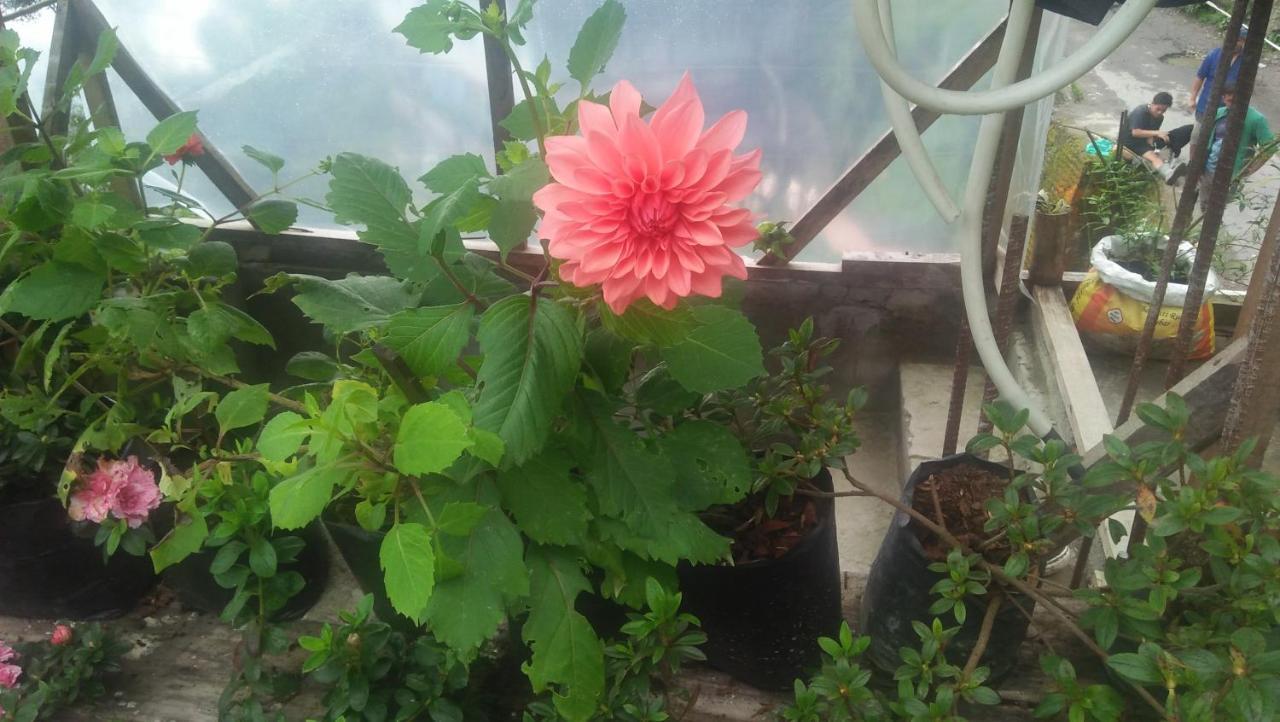 Shalom * Darjeeling (West Bengal)