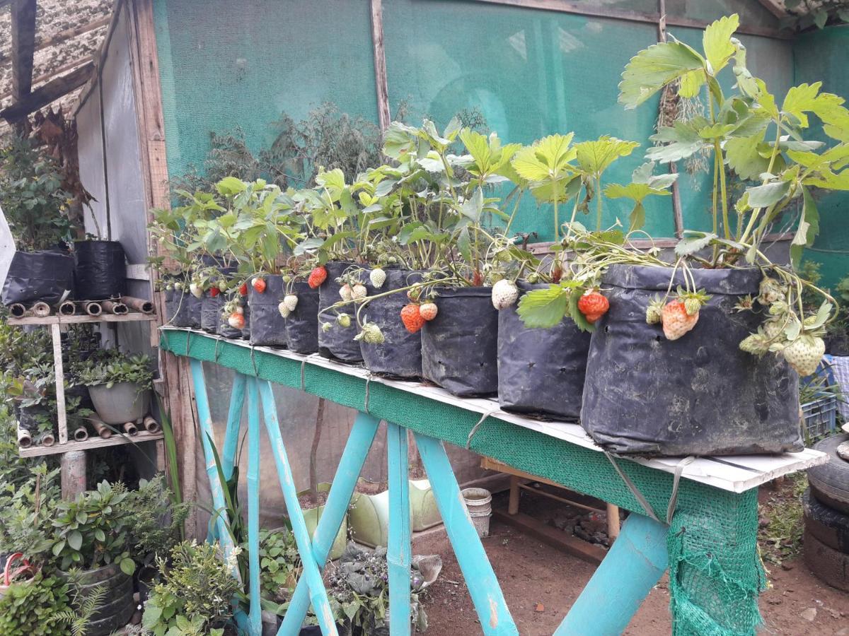 Kabiraalaya Homestay *