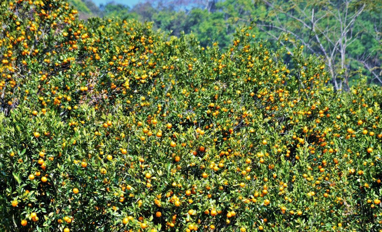 Farm stay Relling Orange Farmstay