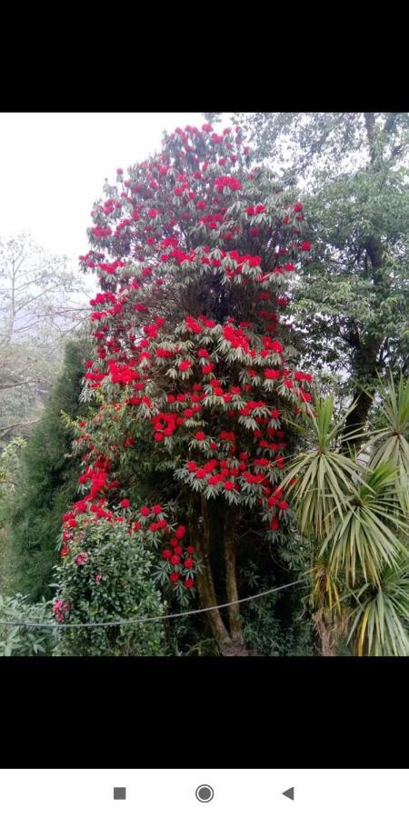 Graham Hill Homestay Darjeeling (West Bengal)