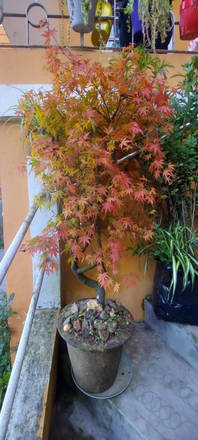 Homestay Vajra Kunj Homestay Darjeeling (West Bengal)