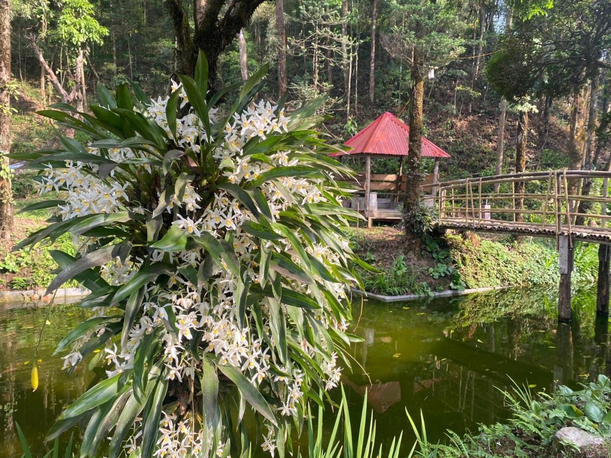 Homestay Bloomfield And Eco-resort Darjeeling (West Bengal)