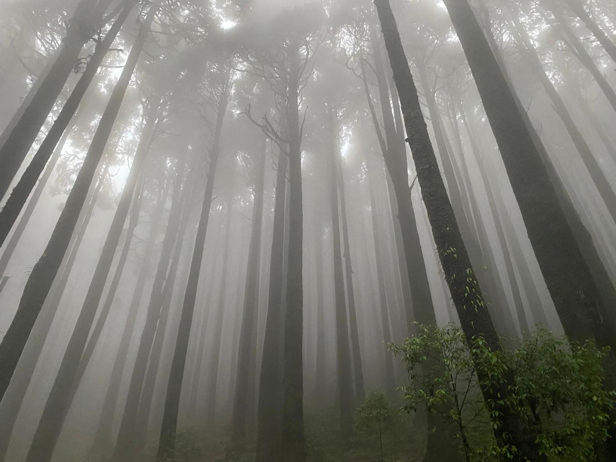 Bloomfield And Eco-resort Darjeeling (West Bengal)