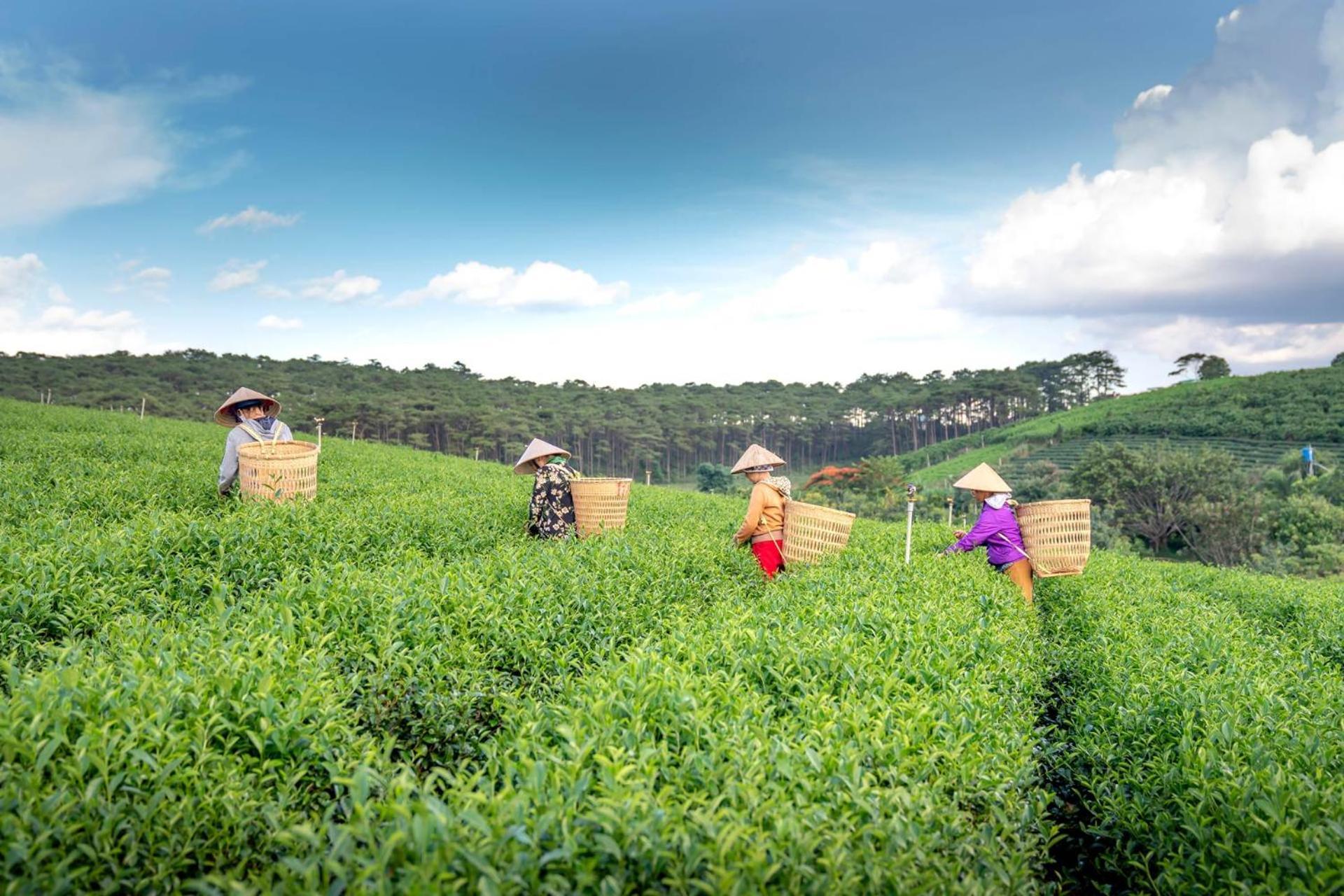 Stayvista's Tree Tops & Tea Trails: Mountain-view In Tea Plantation * Darjeeling (West Bengal)