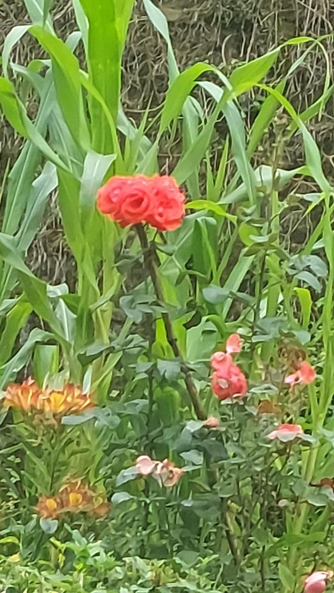 Athithi Darjeeling (West Bengal)