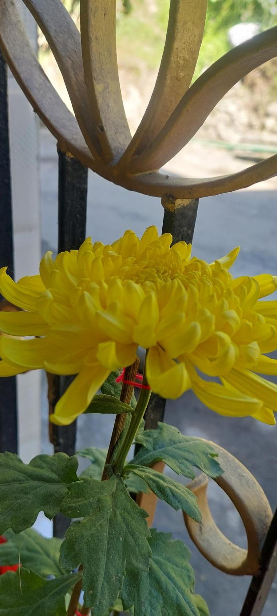 Homestay Athithi Darjeeling (West Bengal)