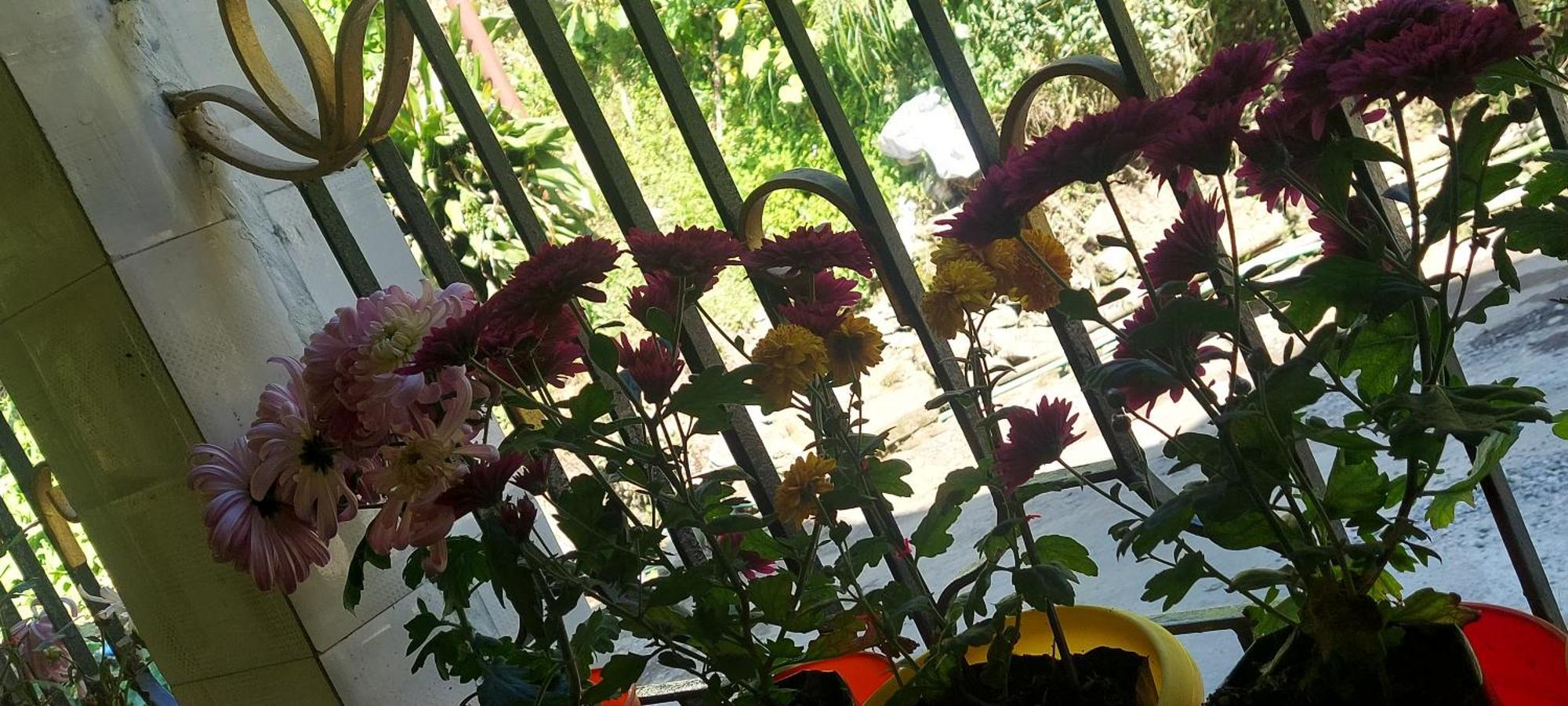 Athithi Homestay Darjeeling (West Bengal)