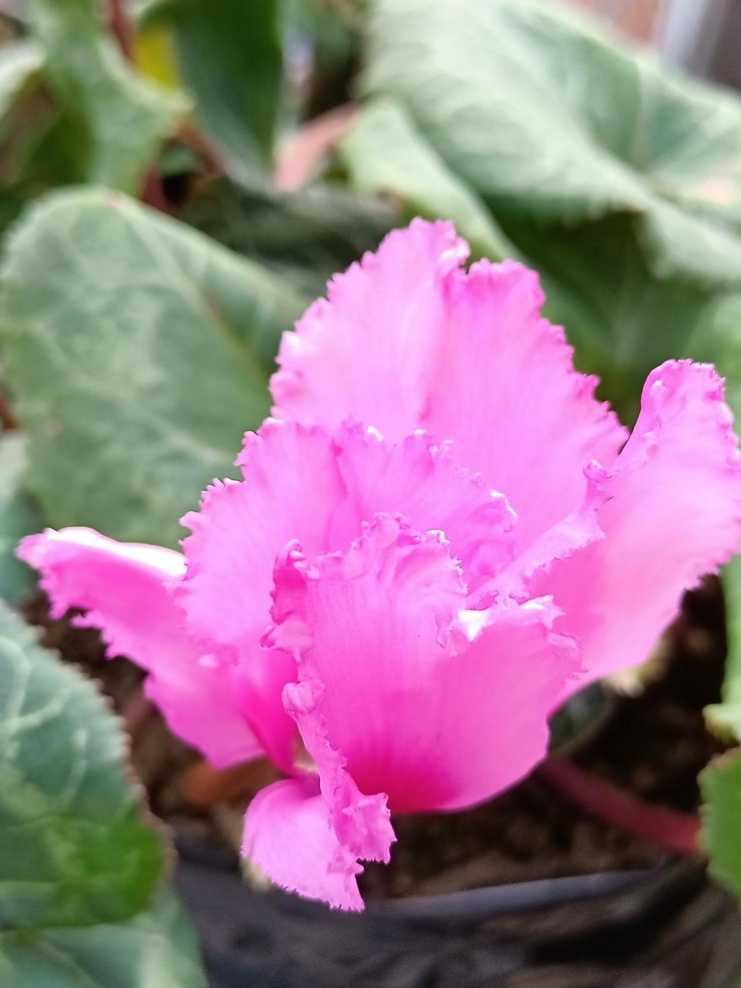Tharbaling Darjeeling (West Bengal)