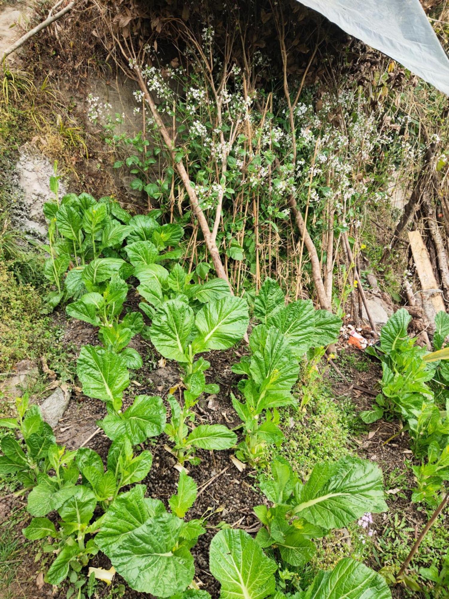 Farm stay Wood Locs Farm & Darjeeling (West Bengal)