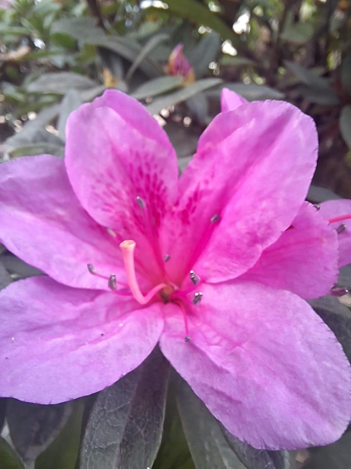 Homestay Shree Niwas Darjeeling (West Bengal)