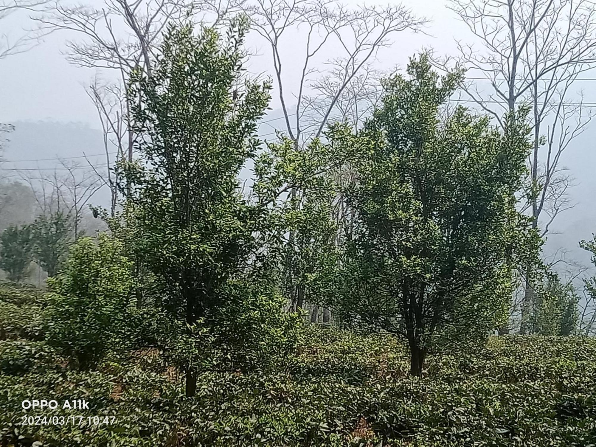 Dsd Bomzon * Darjeeling (West Bengal)