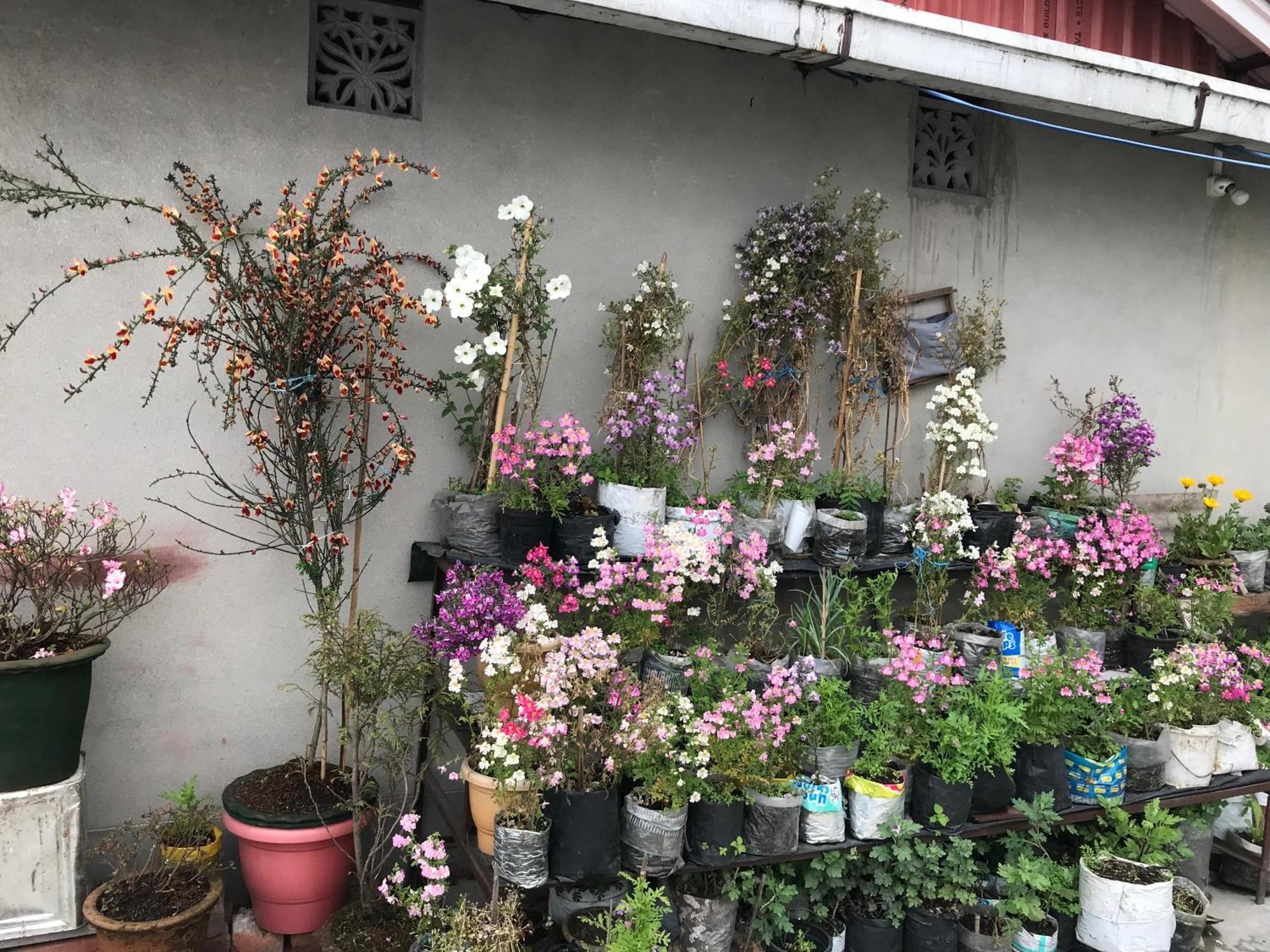 Moktan Homestay, Darjeeling Homestay