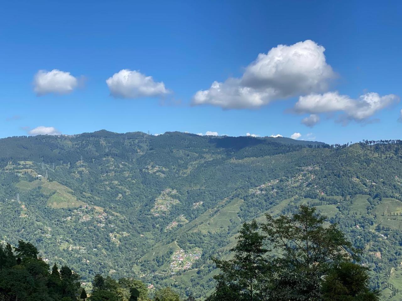 Stone And Pine * Darjeeling (West Bengal)