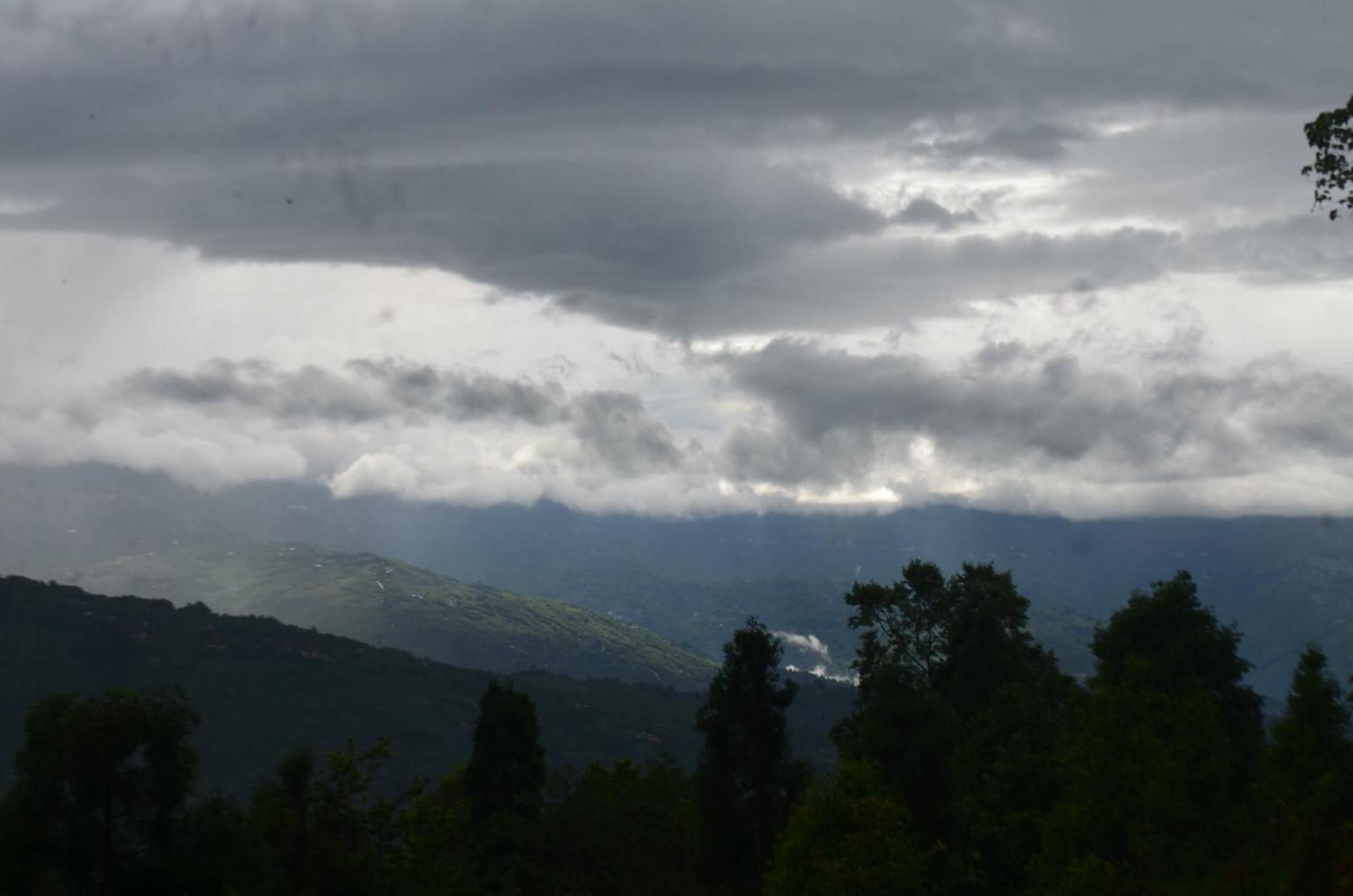 Stone And Pine * Darjeeling (West Bengal)