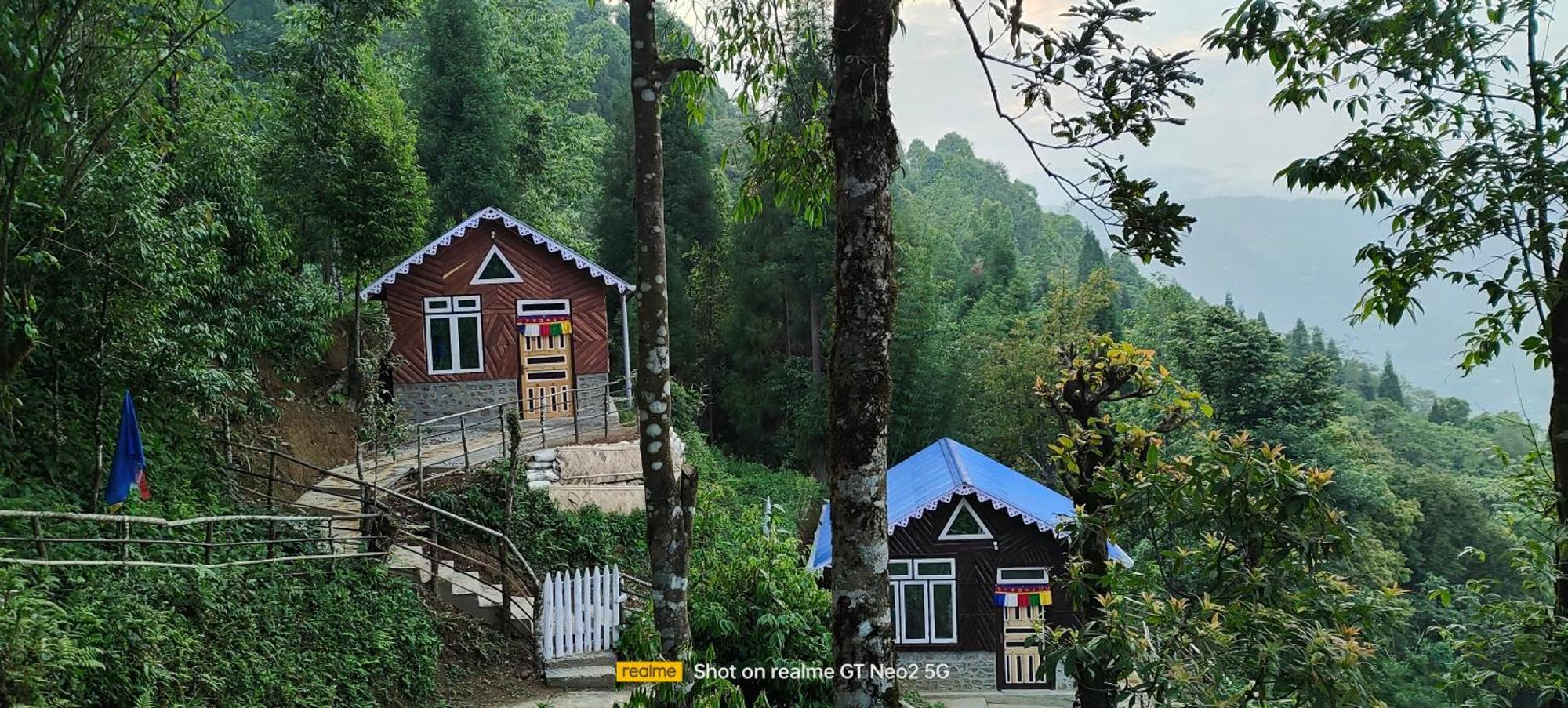 Stone And Pine * Darjeeling (West Bengal)