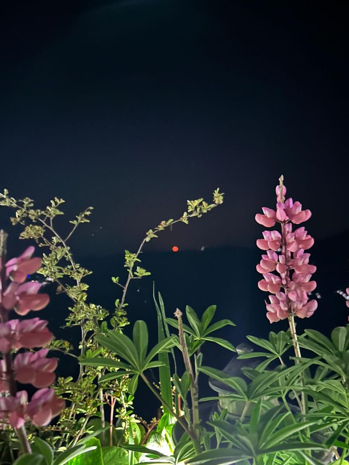 Murmincho * Darjeeling (West Bengal)