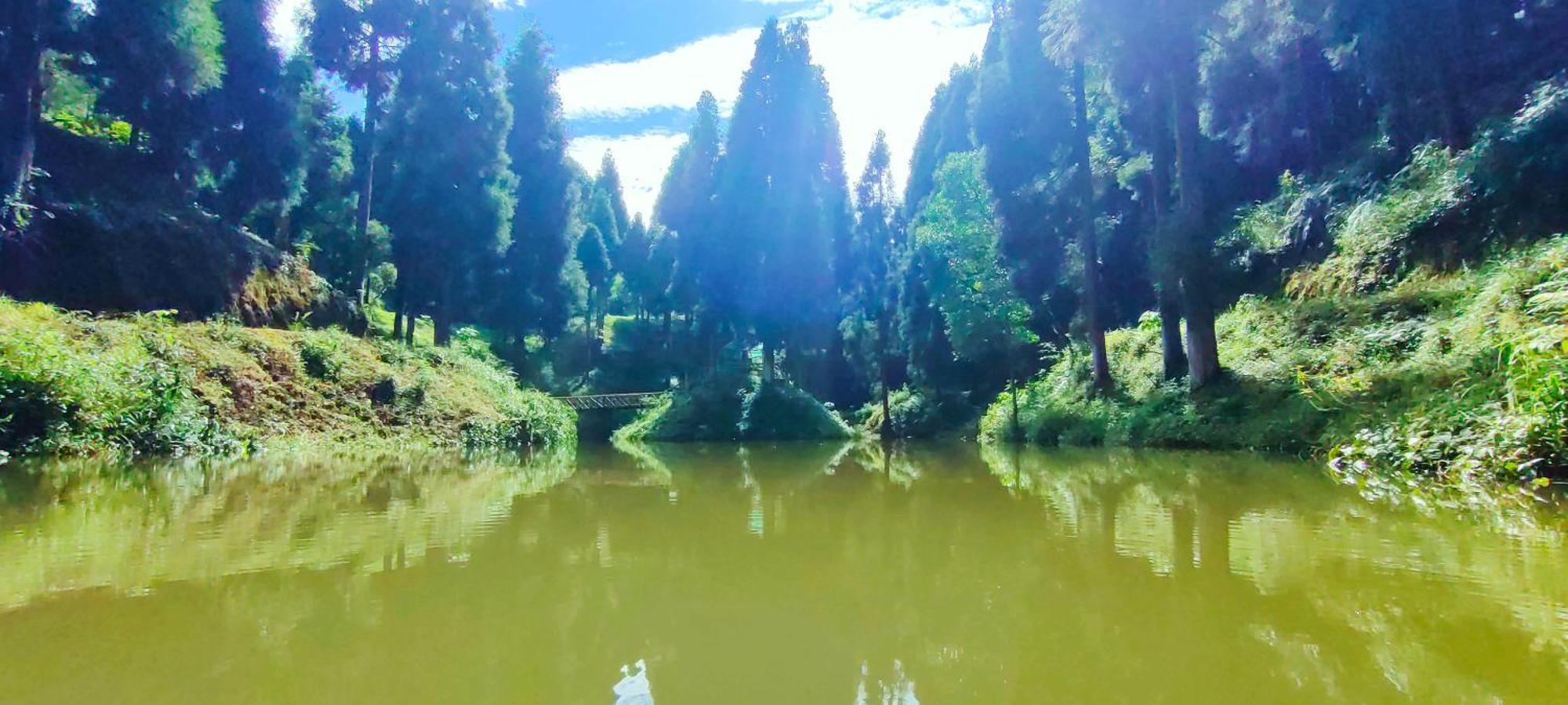 Stone And Pine * Darjeeling (West Bengal)