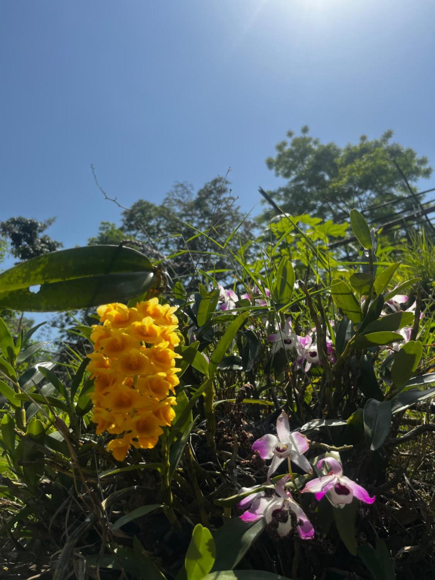 Satvik Jungle Farms Darjeeling (West Bengal)