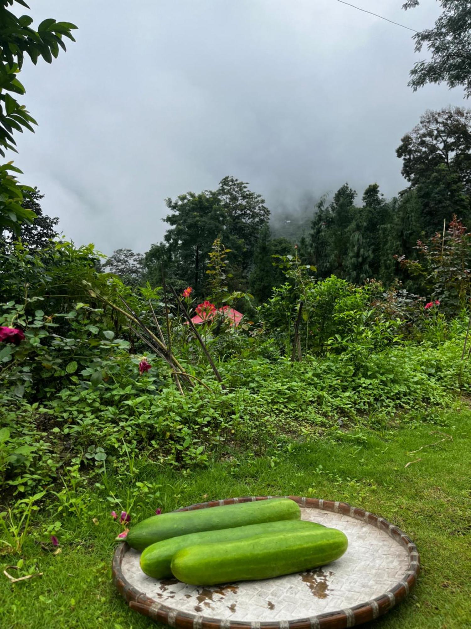 Satvik Jungle Farms