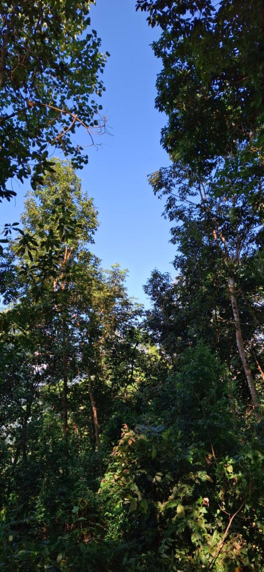 Homestay Beth Meon Darjeeling (West Bengal)