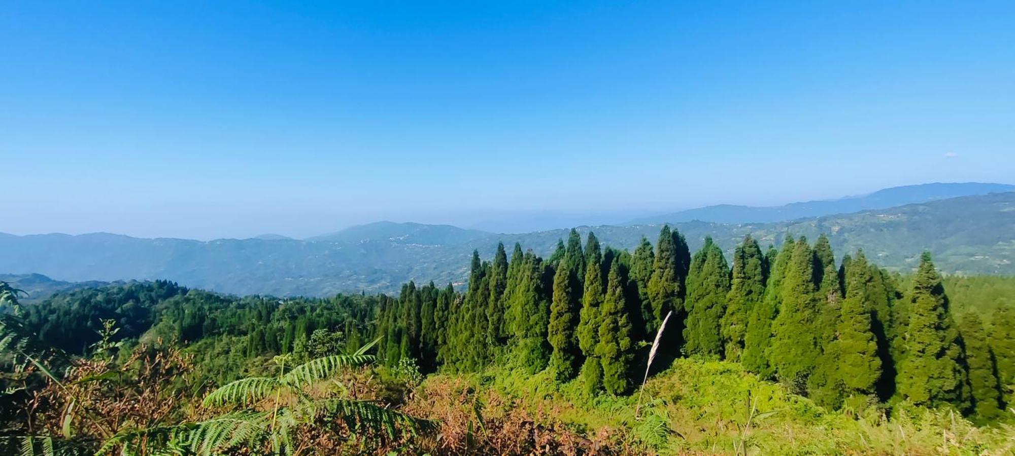 Holiday home Stone And Pine Darjeeling (West Bengal)