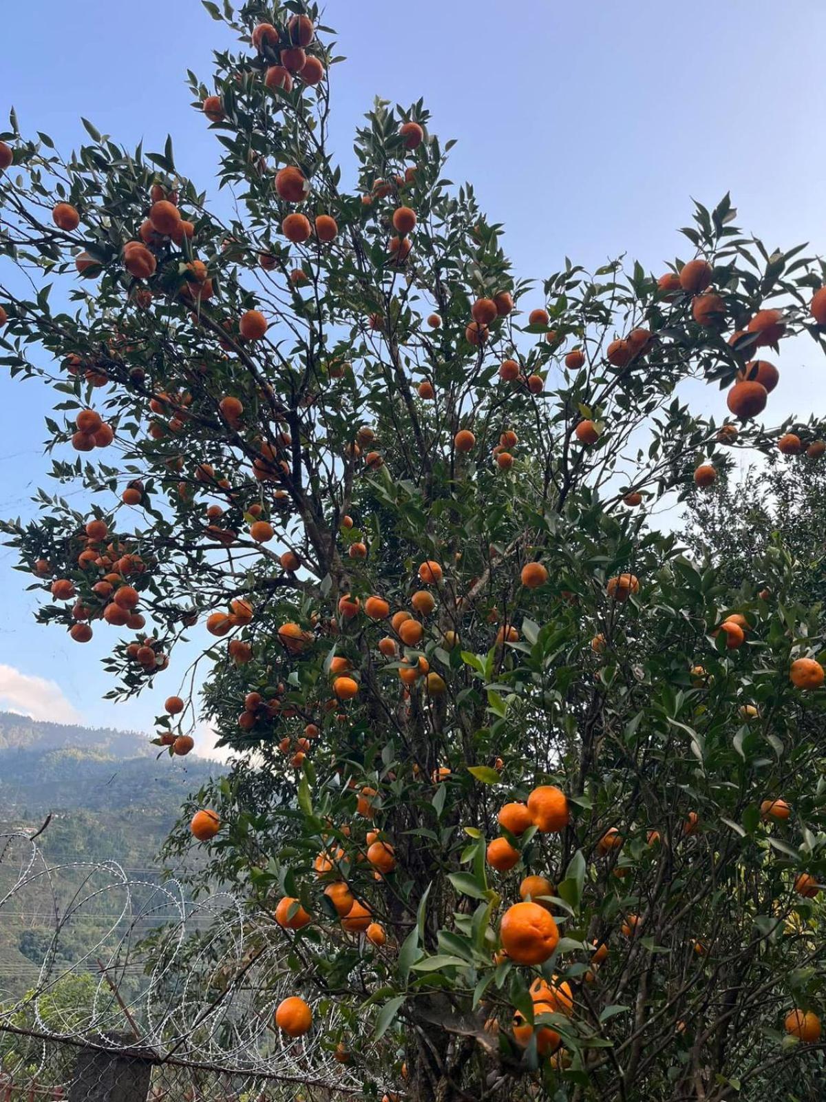 Dangia Delight * Darjeeling (West Bengal)