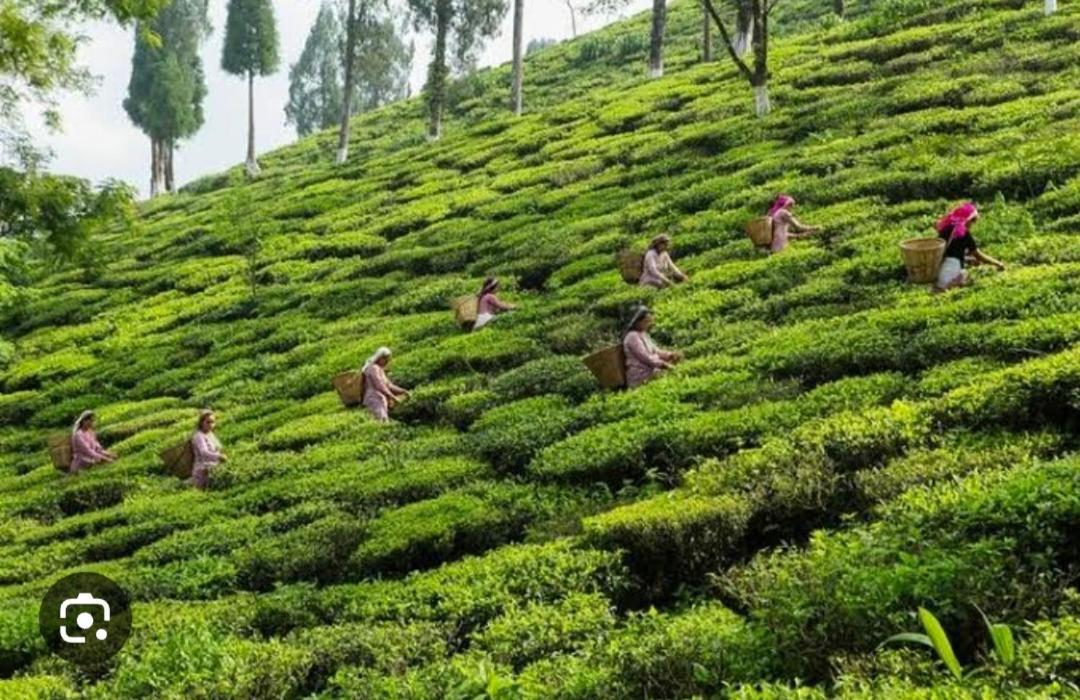A P.s. Darjeeling (West Bengal)