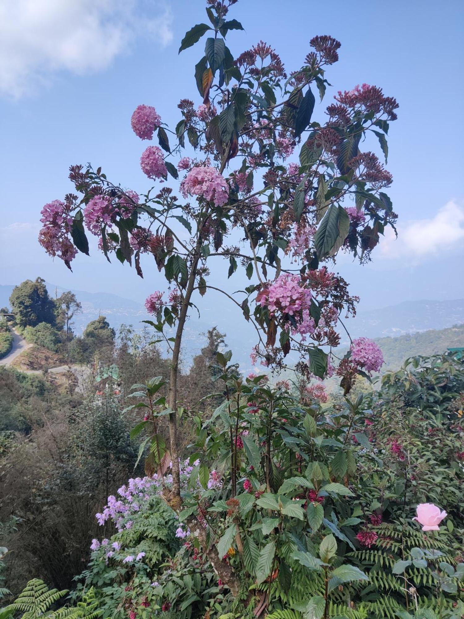 Khaling Homestay Darjeeling (West Bengal)