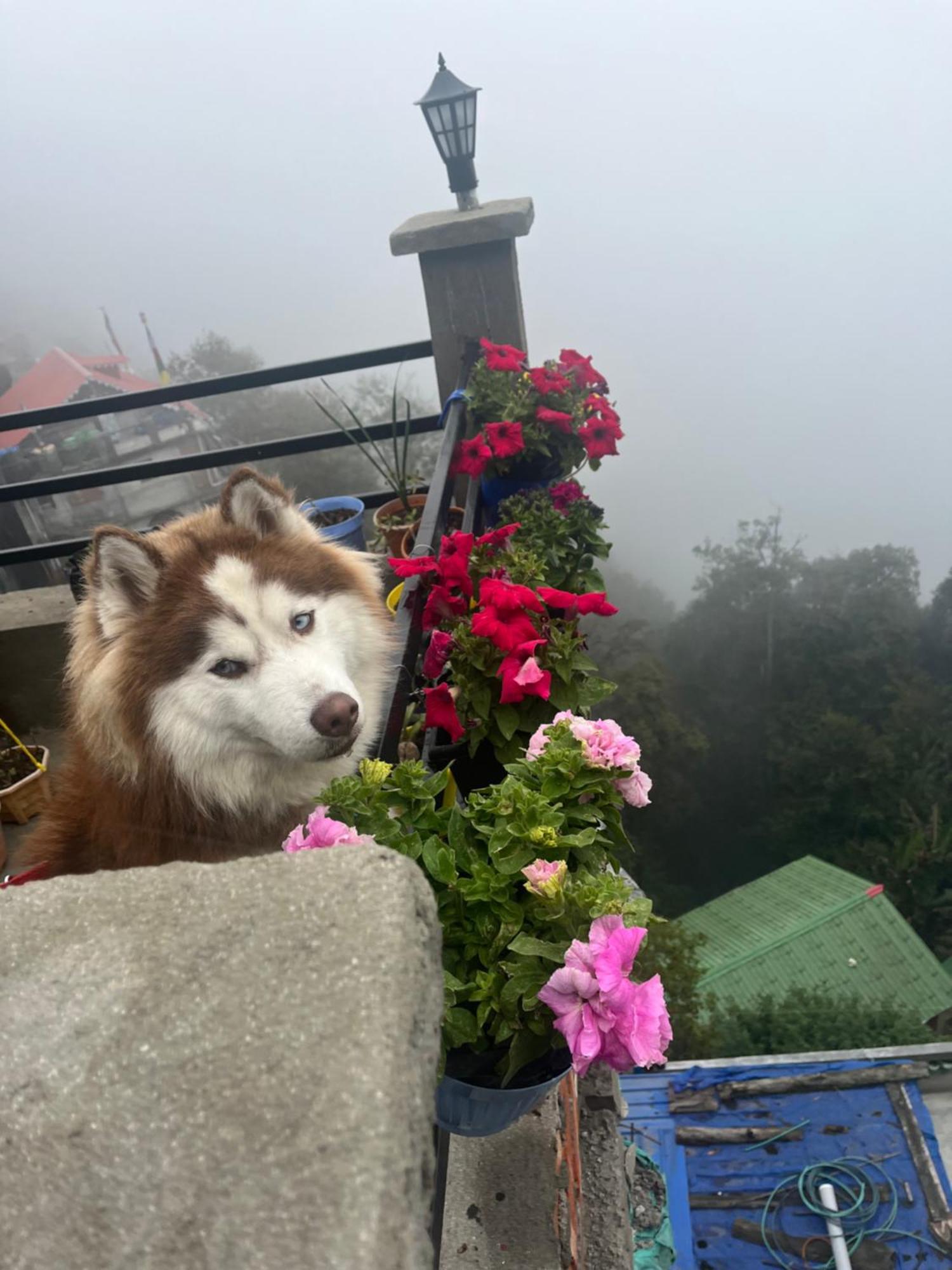 Shalom Homestay Darjeeling (West Bengal)