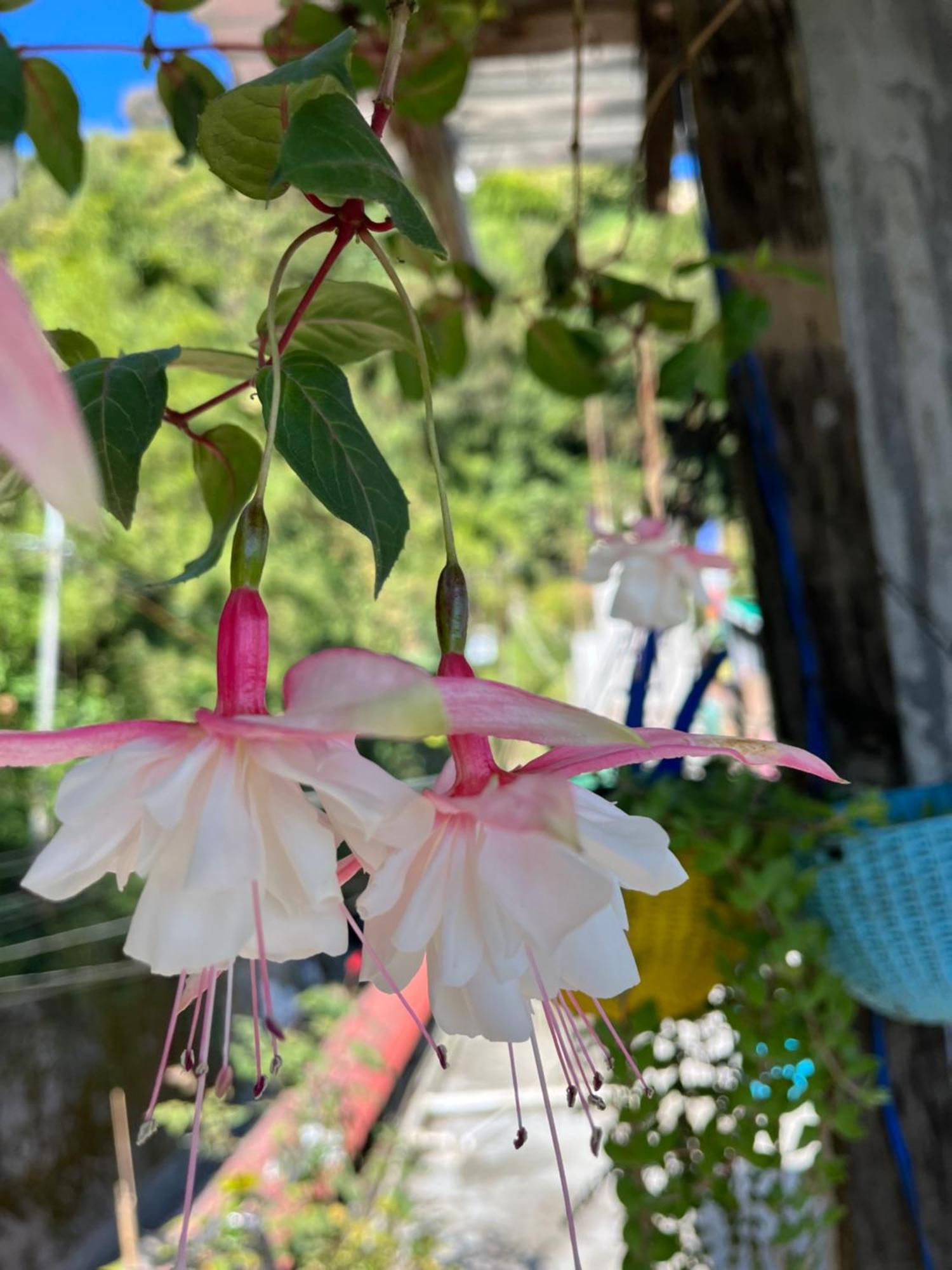 Shalom Homestay Darjeeling (West Bengal)