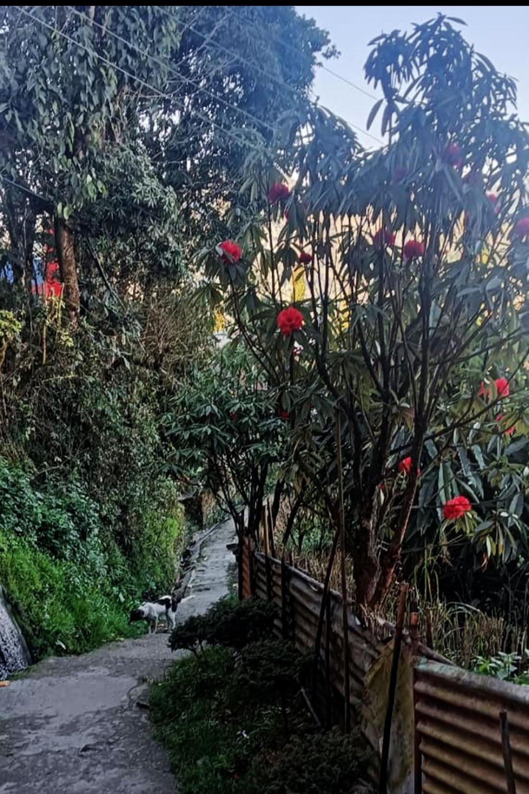 Homestay Diamond Nor