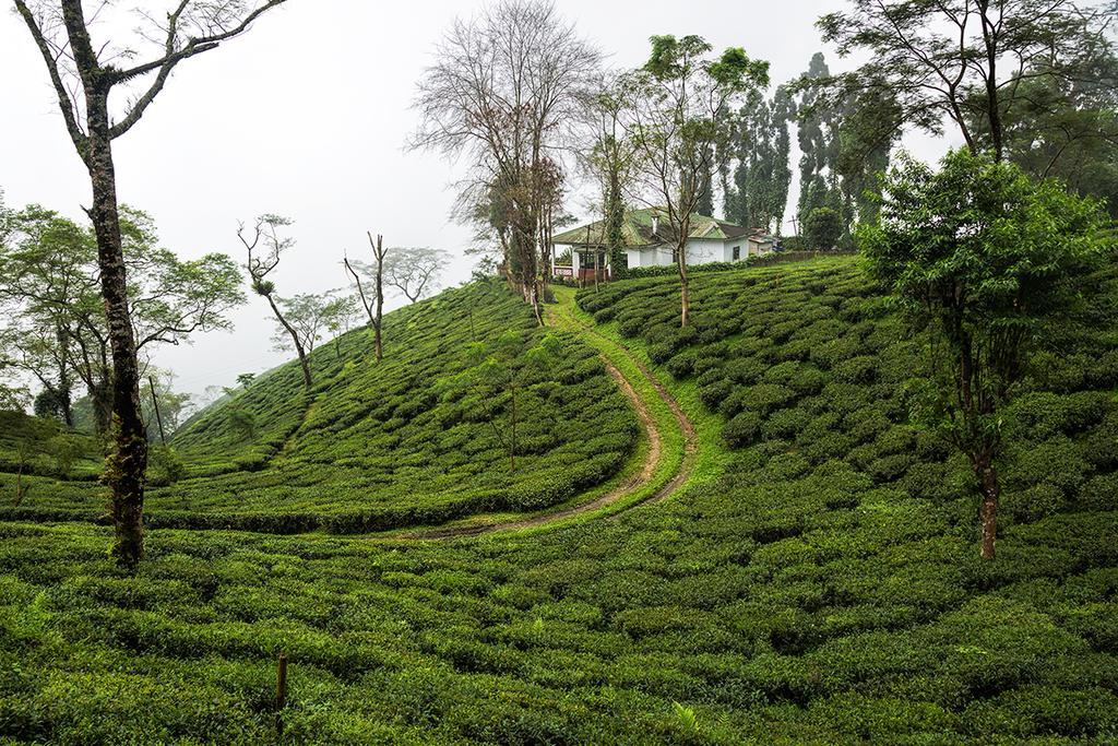 Ging Tea House * Darjeeling (West Bengal)