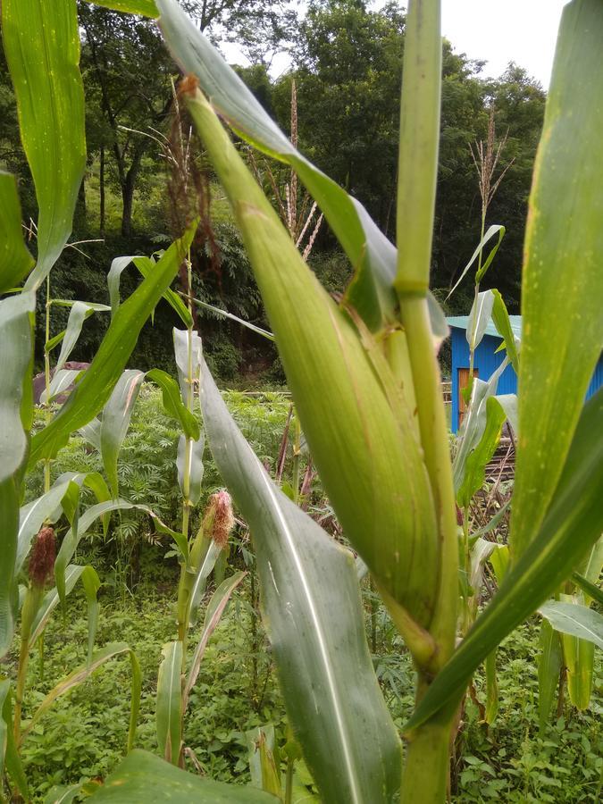 Bamboo And Atv Park