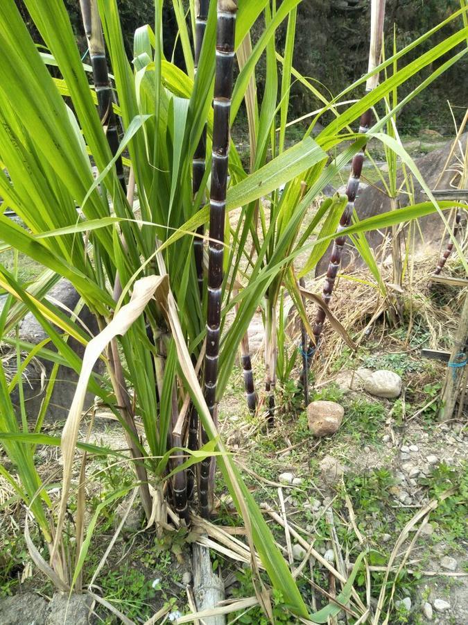 Bamboo And Atv Park Resort