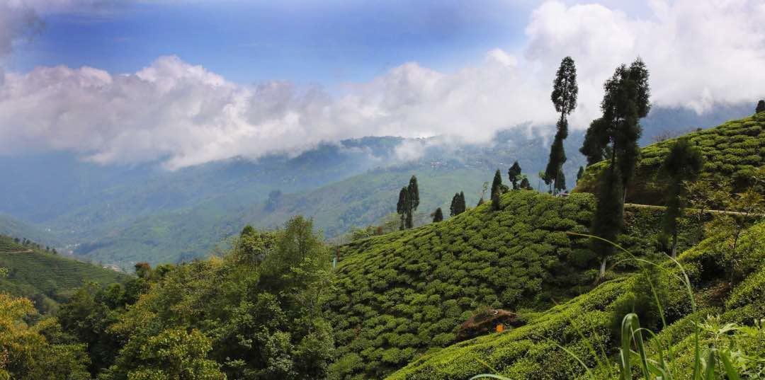 Chamong Chiabari - Mountain Retreat & Darjeeling (West Bengal)