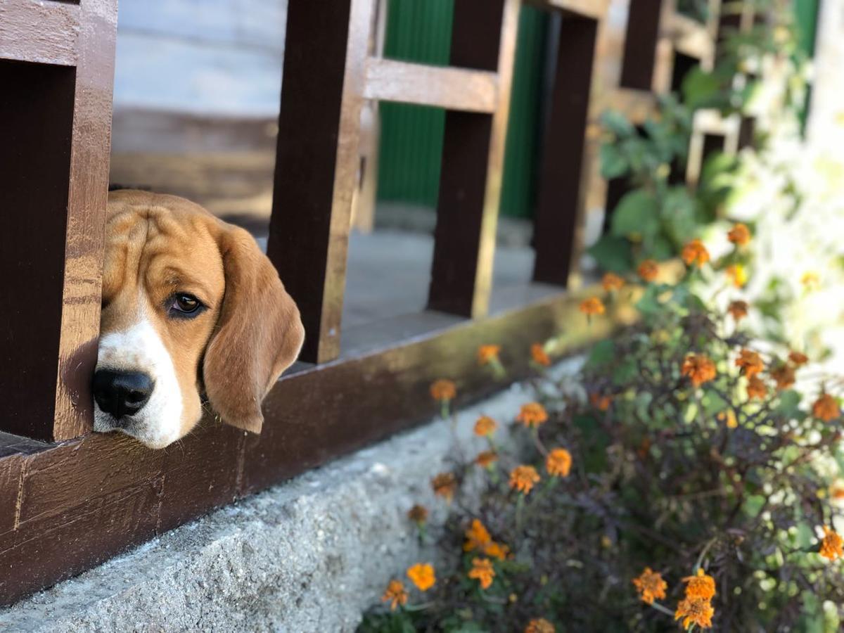 Suma Aavaas Farmstay