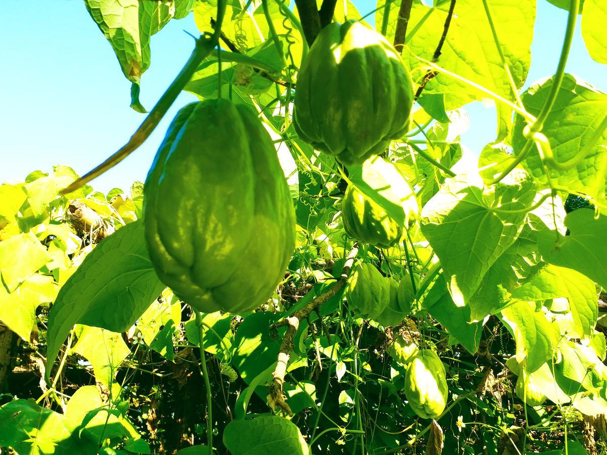 Farm stay Suma Aavaas Farmstay