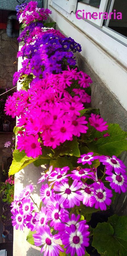 West Point Backpackers Homestay Darjeeling (West Bengal)