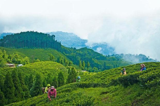 Central View - Darjeeling Darjeeling (West Bengal)