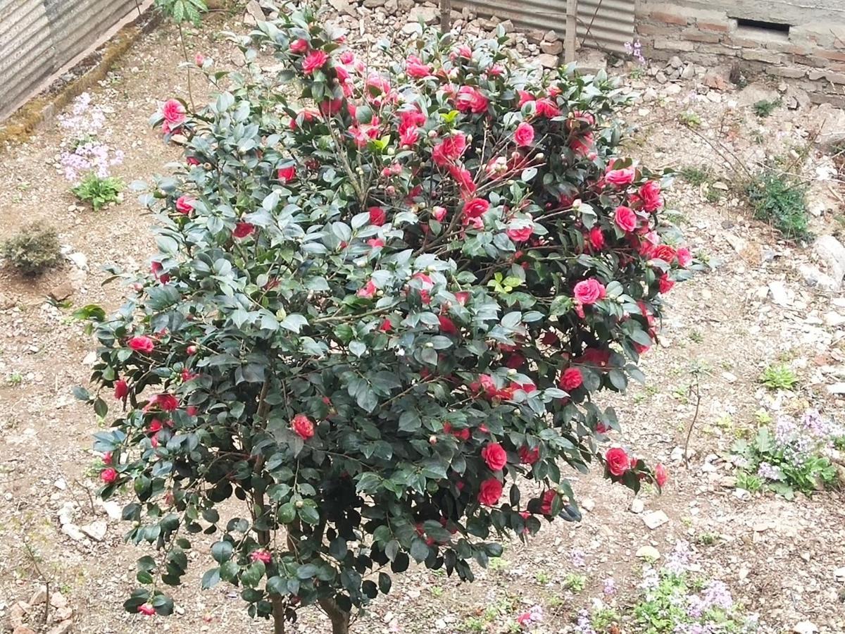 Anugrah Darjeeling (West Bengal)